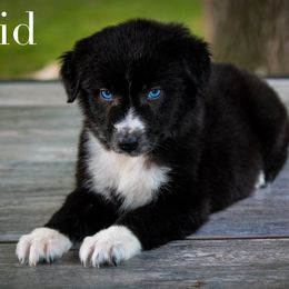 Sid - Australian Shepherd puppy in Coldwater, Michigan from Northern Star Australian Shepherds