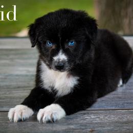 Sid - Australian Shepherd puppy in Coldwater, Michigan from Northern Star Australian Shepherds