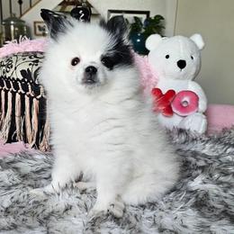 Evie - Black parti female Pomeranian puppy in Mesa, Arizona from Perfectly Pampered Pomeranians