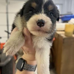 Girl 3 - Black tri-color female Australian Shepherd puppy in Welda, Kansas from McDaniel Aussies of Kansas LLC