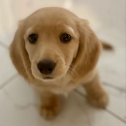 Noa - Cream male Dachshund puppy in Fullerton, California from Lake Forest Cream Dachshunds