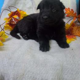 Orange Collar Female - Black female German Shepherd puppy in Cadet, Missouri from Working Valley Shepherds