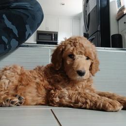 Blue - Apricot male Poodle puppy in Big Rapids, Michigan from Meeker's Ridge Standard Poodles