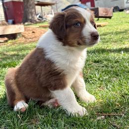 Libby - Red tri-color female Australian Shepherd puppy in Preston, Idaho from KC Bar Ranch Aussies