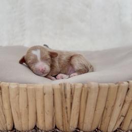 Jameson - Apricot male Cavapoo puppy in Arlington, Texas from Van Haselen Poodles and Doodles