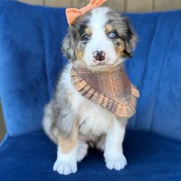 Louisa - UNFURNISHED - Blue merle female Bernedoodle puppy in Bellville, Ohio from Bernedoodle Buddies