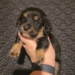 Maverick - Black and tan male Dachshund puppy in Liberty, Mississippi from Liberty Oaks Aussies and Dachshunds