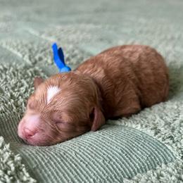 Chase (Blue) - Red male Cavapoo puppy in West Haven, Utah from Harper Haven Cavapoos & Doodles