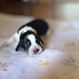 Shanghai - Tri-Roan male English Springer Spaniel puppy in Winfield, Tennessee from Murphy Farms and Springers