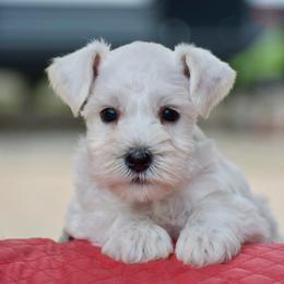Blue - White male Miniature Schnauzer puppy in Sumner, Texas from 3M Kennels, LLC