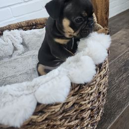 French Bulldog Puppies from Edna's Homegrown Frenchies