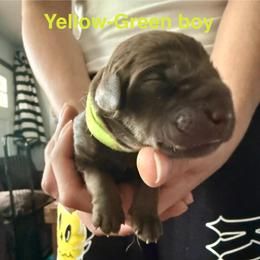 Yellow-Green chocolate boy - Chocolate male Labrador Retriever puppy in Moore, Oklahoma from Okiehuntinboyz Labrador Retrievers