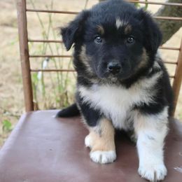 Australian Shepherd Puppies from Hillside Aussies