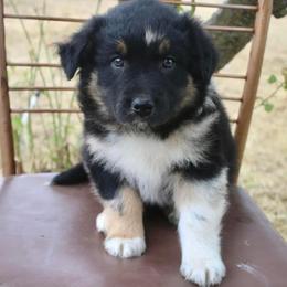 Australian Shepherd Puppies from Hillside Aussies