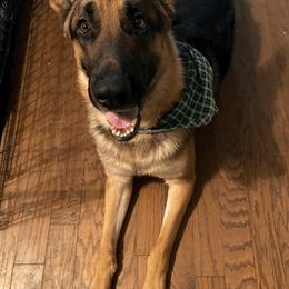 German Shepherds from YJ Kennels