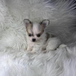 Long Coat Boy - Sable spotted white male Chihuahua puppy in Fargo, North Dakota from Wild Prairie Chihuahuas