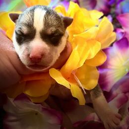 Daisy - Gray and white female Siberian Husky puppy in Virginia from WJKennels