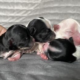 Chihuahua Puppies from Petite Pups
