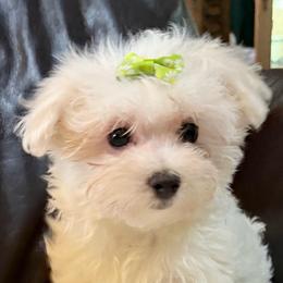 Mitzy - White female Maltese puppy in Lancaster, South Carolina from 3 Bs Havanese-PUPPIES with  PURPOSE