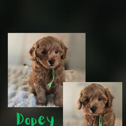 Dopey - Red  male Goldendoodle puppy in Newdale, Idaho from Canyon Creek Puppies