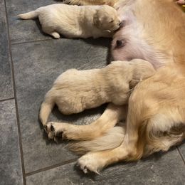 Doberman Pinscher and Golden Retriever Puppies from Hope Service Dogs, Inc