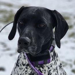 Elsa - German Shorthaired Pointer