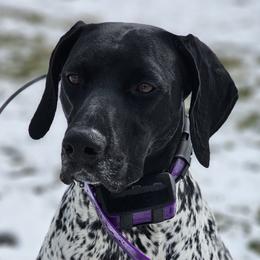 Elsa - German Shorthaired Pointer