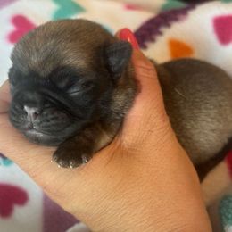Boy 1 - Fawn male Pug puppy in Tucson, Arizona from Furever Friends