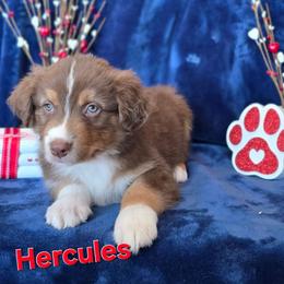 Hercules - Red tri-color male Australian Shepherd puppy in Smithfield, Utah from Invictus Farms