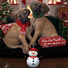 Great Dane Puppies from Phoenix Family Danes