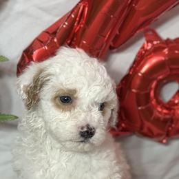Shadow - Silver male Goldendoodle puppy in Mantachie, Mississippi from North MS Doodles Boutique