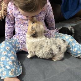Full fluffy Buster - Blue merle and white male American Corgi puppy in Decatur, Texas from Bar S Corgis