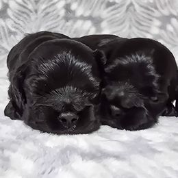 Cocker Spaniel Puppies from Top Notch Cocker Spaniels