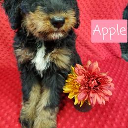 Bernedoodle, Goldendoodle, Labradoodle, and Poodle Puppies from Granton Creek