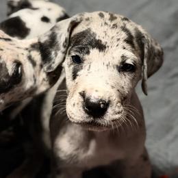 Pepper - Merle female Great Dane puppy in Ottumwa, Iowa from Robin's Great Danes