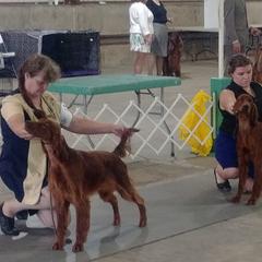 Irish Setter All Grown Up from Chimera Irish Setters