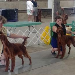 Irish Setter All Grown Up from Chimera Irish Setters