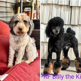 Springerdoodle puppies from Springerdoodles In MI