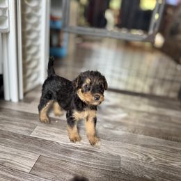 Girl 5 - Black and tan female Airedale Terrier puppy in Branch, Michigan from Aim High Airedales & German Shorthaired Pointers