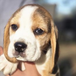 Girl 2 - Black tan and white female Beagle puppy in Napavine, Washington from StormyDaze Labradors & Beagles