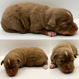 Red tri male - Red tri male Toy Australian Shepherd puppy in Brooker, Florida from Honey, I Shrunk the Aussies