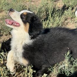 Australian Shepherd Puppies from WyoWinds Australian Shepherds