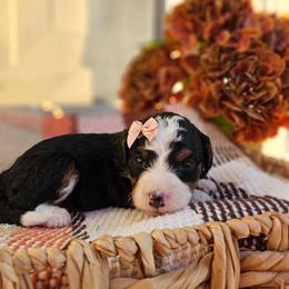 Autumn - Tri-color female Bernedoodle puppy in Russell Springs, Kentucky from 270 Doodles