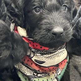 Labradoodle Puppies from Northwest Sporting Doodles