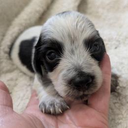 Black piebald male - Piebald male Dachshund puppy in Central Point, Oregon from MRS Long Dog Ranch