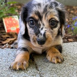 Chester - Dapple male Dachshund puppy in Salem, Oregon from Longdox Mini Dachshunds