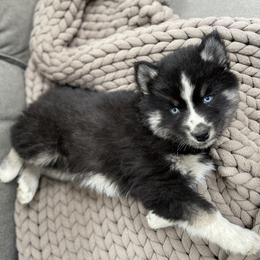 Siberian Husky Puppies from Addison Grove Huskies
