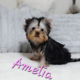 Amelia - Black and tan female Yorkshire Terrier puppy in Michigan from Breny