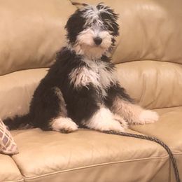 Zac - Bernedoodle