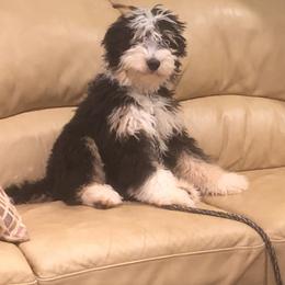 Zac - Bernedoodle